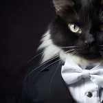 Black Cat in Tuxedo wallpapers