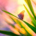 Bokeh Animal Butterfly download