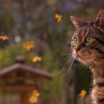 Depth Of Field Animal Cat widescreen