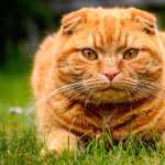 Depth Of Field Stare Animal Cat wallpaper