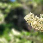 Floral Closeup - White Flowers wallpaper