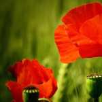 Flower Nature Poppy hd desktop