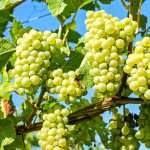 Fruit Food Grapes high definition photo