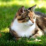 Grass Animal Cat full hd