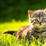 Kitten Animal Cat hd