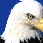 Majestic Bald Eagle new wallpapers