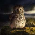 Majestic Owl new wallpapers