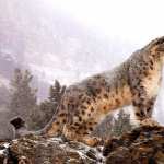 Majestic Snow Leopard wallpapers for android