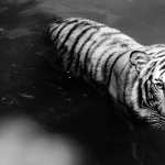Majestic White Tiger new wallpapers