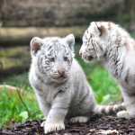 Majestic White Tigers hd desktop