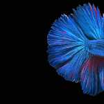 Siamese Fighting Fish wallpapers for iphone