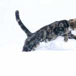 Snow Winter Animal Cat widescreen