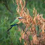 White-fronted Bee-eater Animal Bee-eater Bee-eater PC wallpapers