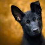 Adorable German Shepherd Puppy high definition photo