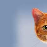 Animal Cat wallpapers for android