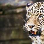 Animal Leopard desktop wallpaper