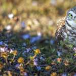 Animal Owl wallpapers for android