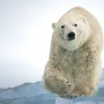 Animal Polar Bear new wallpapers