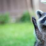 Animal Raccoon wallpapers