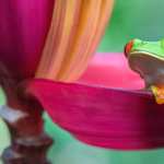 Animal Red-eyed Tree Frog new wallpapers