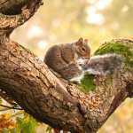 Animal Squirrel download wallpaper