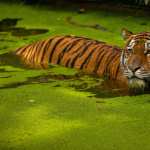 Animal Tiger widescreen