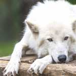 Animal Wolf wallpapers