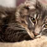 Close-up Animal Cat PC wallpapers