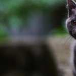 Depth Of Field Animal Cat free wallpapers