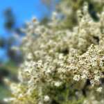 Floral Closeup - White Flowers new wallpaper