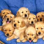 Golden Retriever Puppies 2023