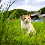 Grass Animal Cat free