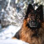 Majestic German Shepherd high definition wallpapers