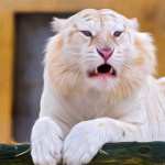 Majestic White Lion wallpapers for iphone