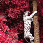Majestic White Tiger hd