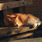 Sleeping Animal Cat wallpapers