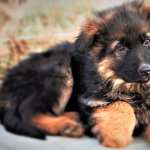 Adorable German Shepherd Puppy wallpapers for desktop