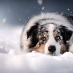 Animal Australian Shepherd full hd