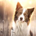 Animal Border Collie new wallpapers