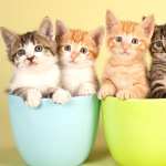 Animal Cat 2023