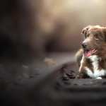 Animal Dog hd desktop
