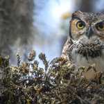 Animal Owl 2023