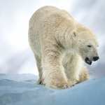 Animal Polar Bear widescreen