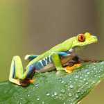 Animal Red-eyed Tree Frog high definition wallpapers