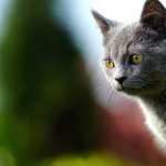 Depth Of Field Animal Cat new wallpapers