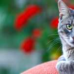 Depth Of Field Stare Animal Cat new wallpapers