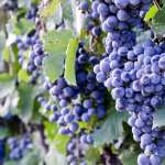 Food Grapes high definition wallpapers