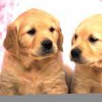 Golden Retriever Puppies new wallpaper