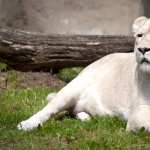 Majestic White Lion image