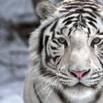 Majestic White Tiger images